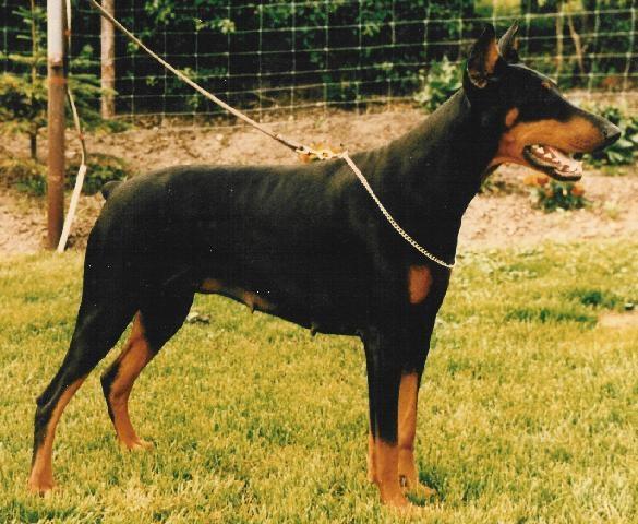 Aranka v. Schuylenburcht | Black Doberman Pinscher