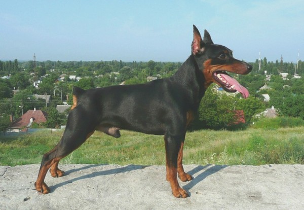 Vlastelin dushi moei iz nadrovii | Miniature Pinscher 