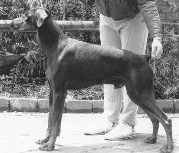 Kisjon Korach v. Diaspora | Brown Doberman Pinscher