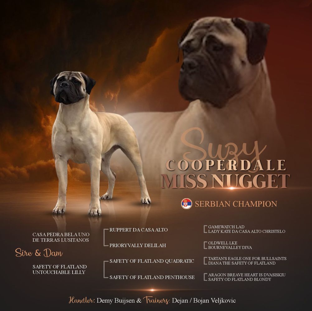 Cooperdale Miss Nugget | Bullmastiff 