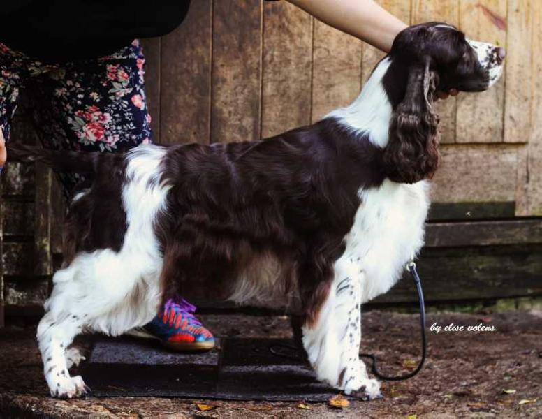 Adamant's Glamour Moments | English Springer Spaniel 