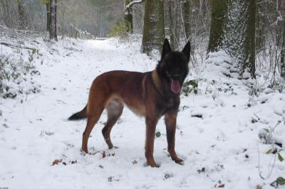 Guido Van Valesca's Home | Belgian Malinois 
