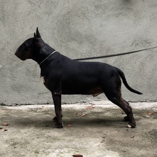 Rio do Areal Kiron | Bull Terrier 