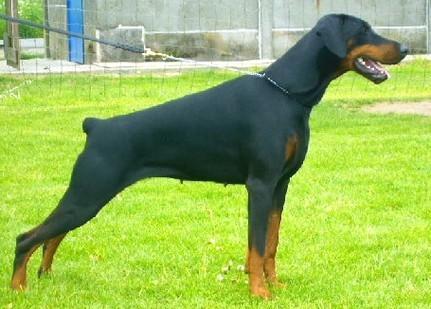 Ramonburg's Diva | Black Doberman Pinscher