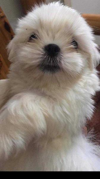 BEAUTY OF RIZALINDA | Shih Tzu 