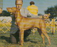 Weedy Creek Lobo | Hungarian Vizsla 