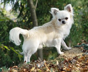 Pahkinan Star Dog | Chihuahua 