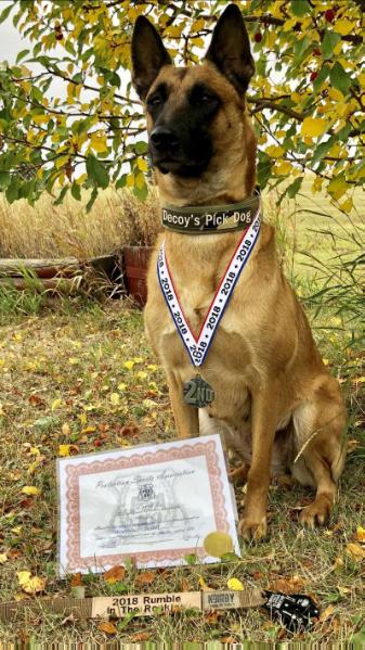 Working K9's GRACIE | Belgian Malinois 