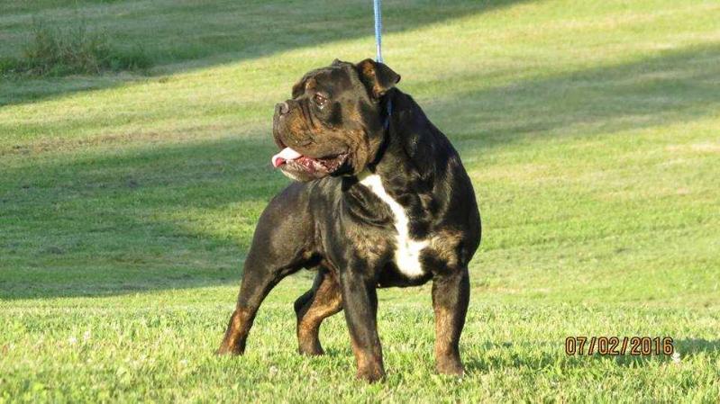 Nuyorican bulldogges Diesel | Olde English Bulldogge 