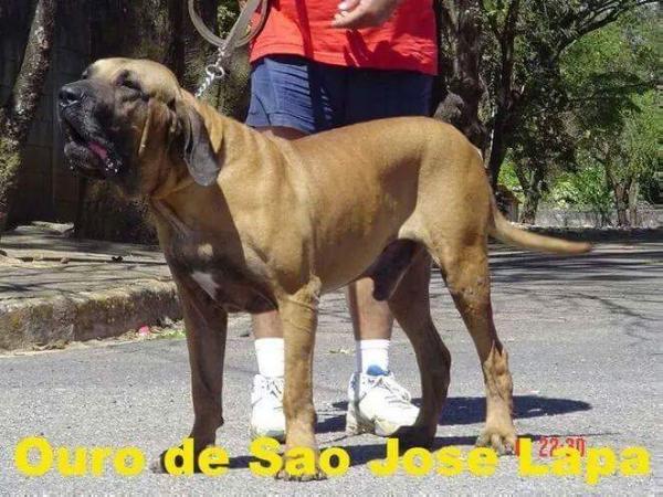 Ouro de São José da Lapa | Fila Brasileiro 