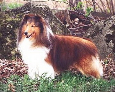 Barwoods Brushfire | Shetland Sheepdog 