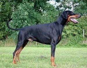 Falco v. Ländtor | Black Doberman Pinscher