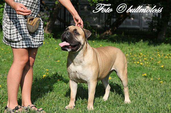 Magic Force  Jrica Lubvi | Bullmastiff 