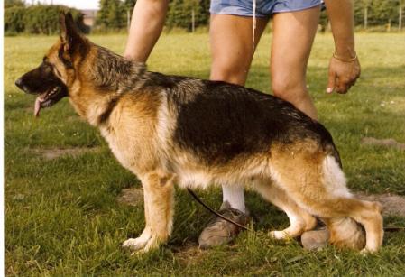 Bambi von der Michaelswiese | German Shepherd Dog 