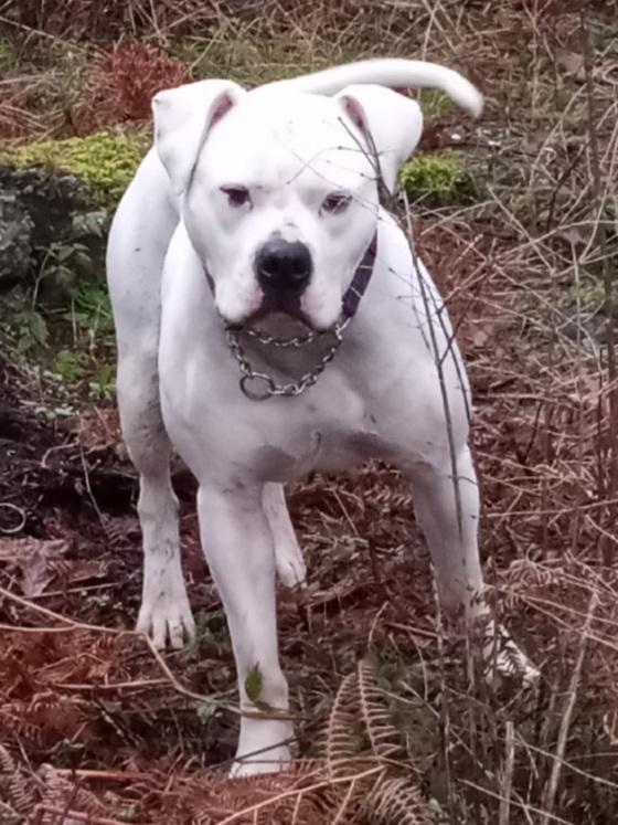 Blythe's T'Kope Olaf | American Bulldog 