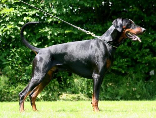 German v. Ländtor | Black Doberman Pinscher