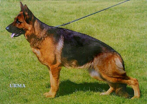 Shernaa Paparazzi | German Shepherd Dog 