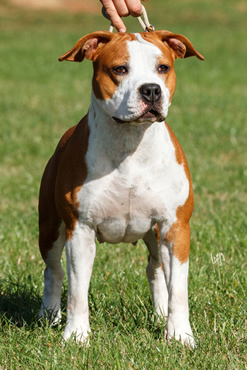 Orhideja King Of Ring's | American Staffordshire Terrier 