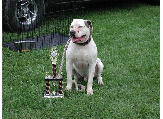 Durham Maximus | American Bulldog 