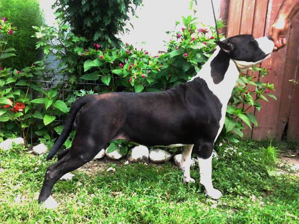 Praetorian Staff Tinkerbell | American Staffordshire Terrier 