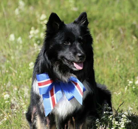 Snætinda Hrafnaflóki | Icelandic Sheepdog 