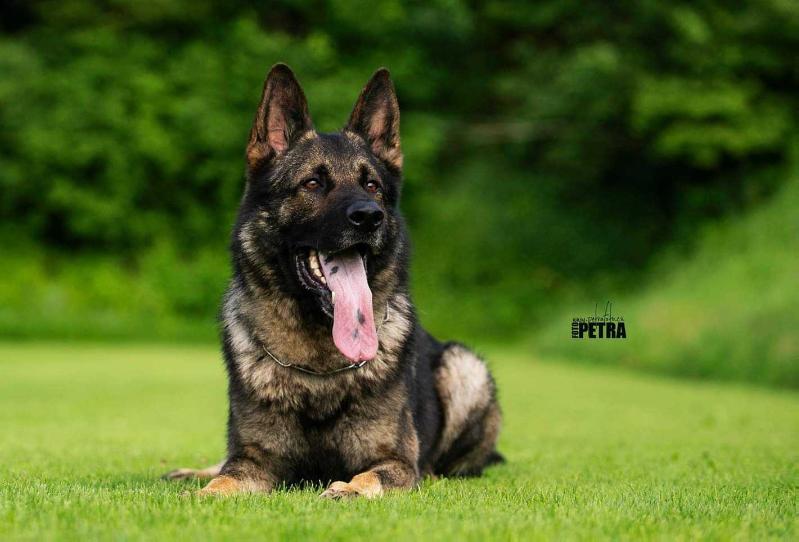 Kody vom Wolfsfriede | German Shepherd Dog 