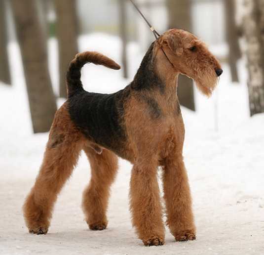 QUICK FLY WELCOME TO SWEDEN | Airedale Terrier 