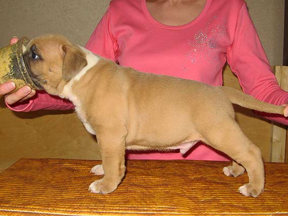 Vitmar`S Nike Long-Awaited Joy | American Staffordshire Terrier 