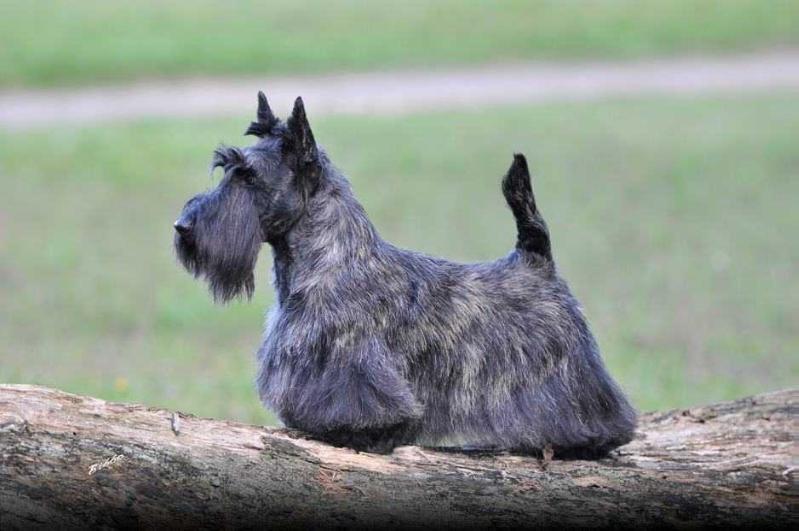 Dynasty's BR Call Me Trinitty | Scottish Terrier 