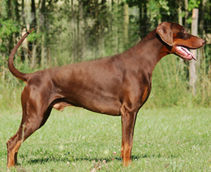 Gryffendor v. Ländtor | Brown Doberman Pinscher