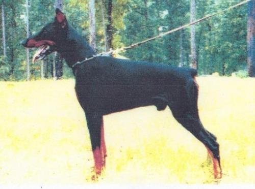 Arcus v. Höhendorf | Black Doberman Pinscher