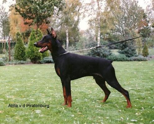 Atilla v.d. Piratenburg | Black Doberman Pinscher