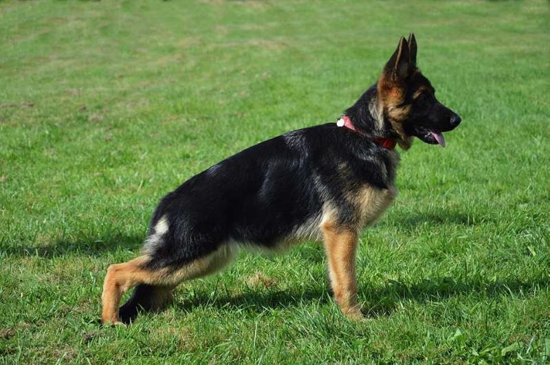 GALA Team Wolf-Berg | German Shepherd Dog 