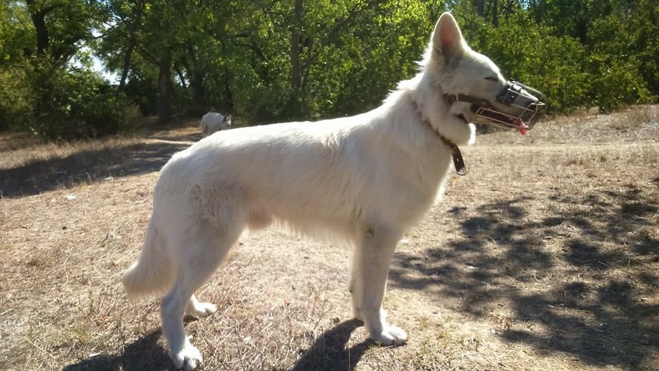 CHENGIS-HAN MARIYA STAR | White Swiss Shepherd Dog 