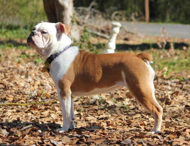 Lumpkin's Steel Magnolia | Olde English Bulldogge 