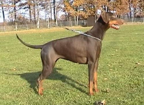 Blondie v.d. Burgstätte | Brown Doberman Pinscher