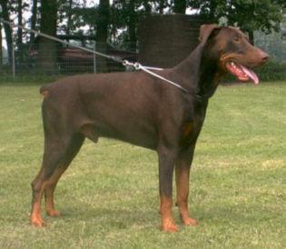 Cooper v.d. Burgstätte | Brown Doberman Pinscher