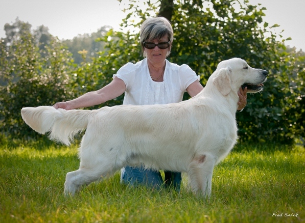 Cheer's High Hills Garden | Golden Retriever 