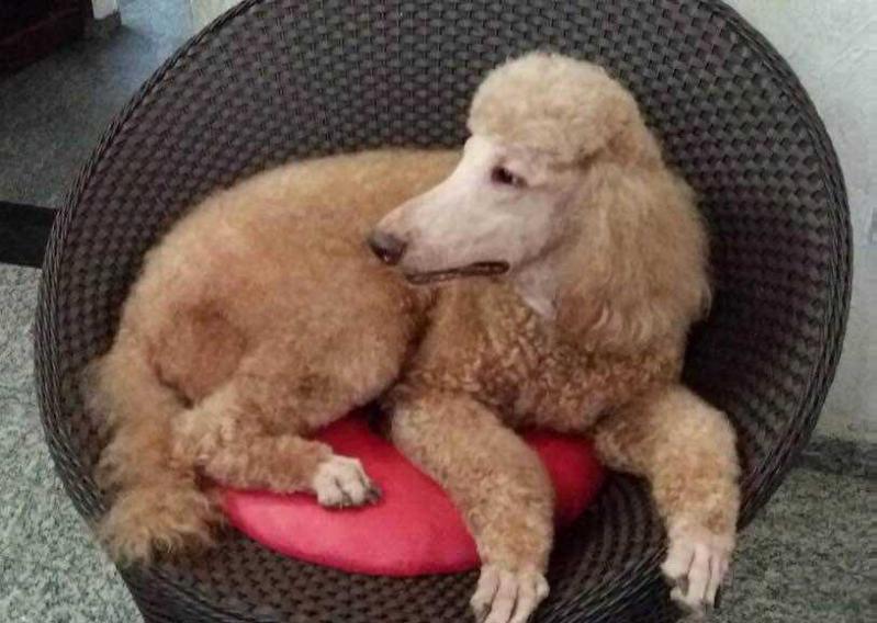 Tutti Quindim | Poodle 