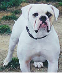 Barbosas Baby Doll(AB) | Olde English Bulldogge 