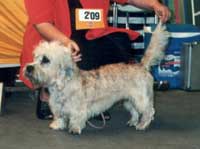 Fernroyal Over the Water | Dandie Dinmont Terrier 