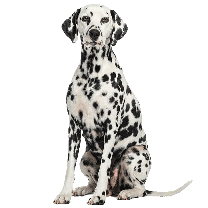 Dalmatian