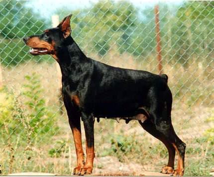 Cary-Cessy King of Darkness | Black Doberman Pinscher