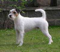 Frodo Cerný faun | Parson Russell Terrier 