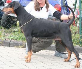 Gracie v.d. Horringhauser Höh | Black Doberman Pinscher