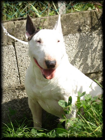 Gemmology heza delite | Bull Terrier 