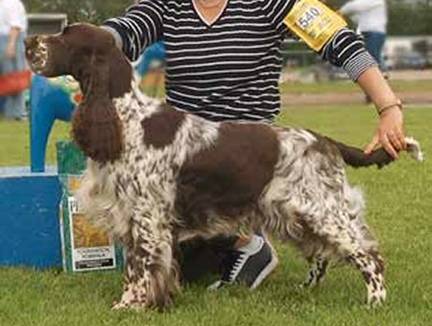 Whisborne Angus Og | English Springer Spaniel 