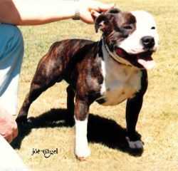 Alfalaval Tuf-E-Nuf | Staffordshire Bull Terrier 