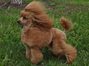 Alma Unica Angelito | Poodle 