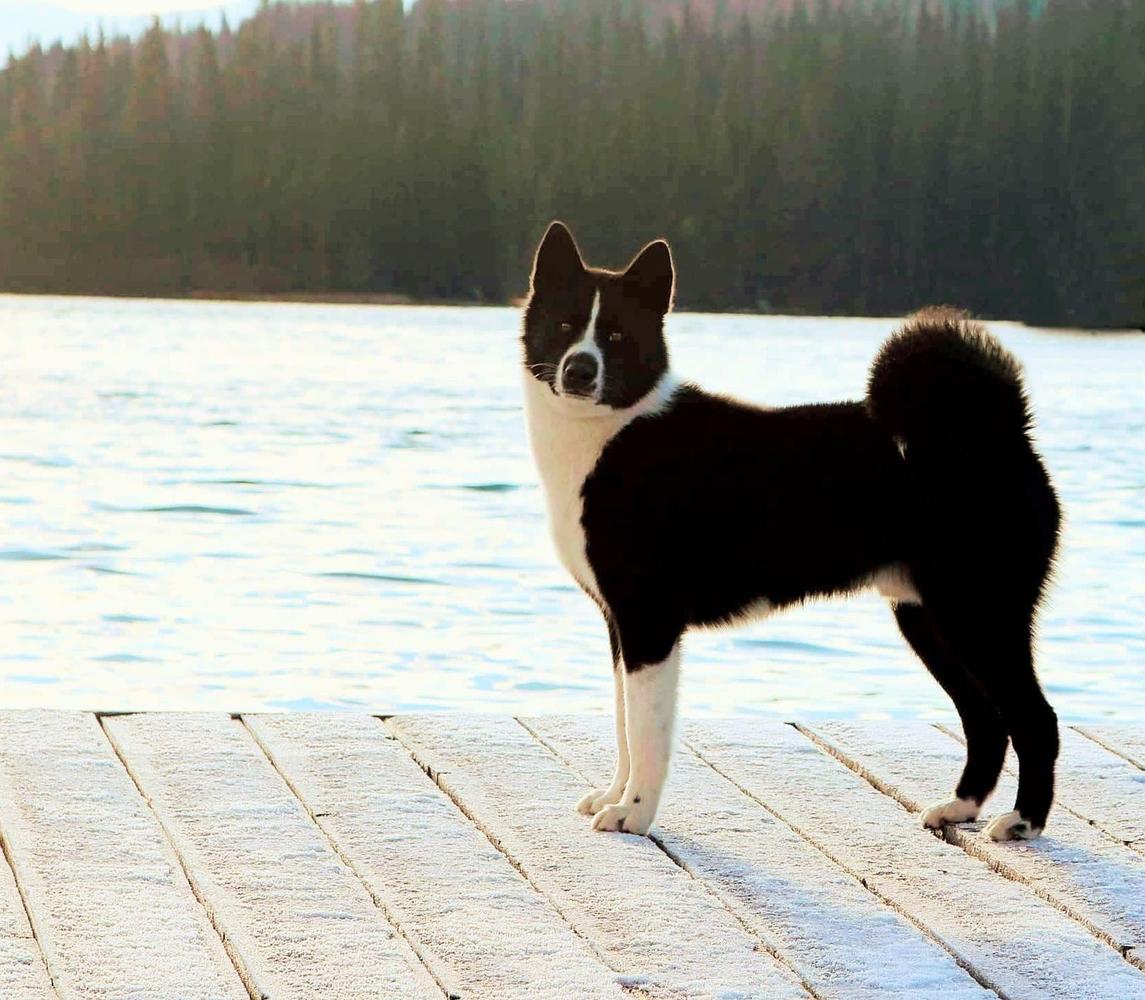 Silverado De La Fortea | Karelian Bear Dog 